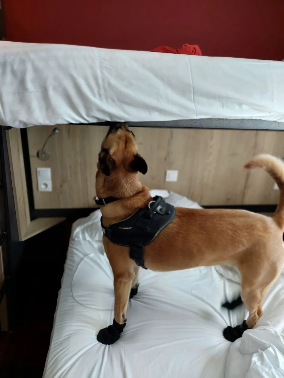 Détection canine